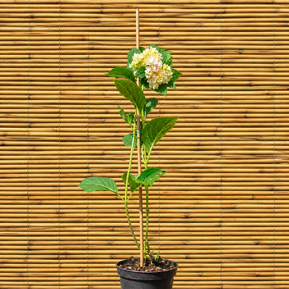 Rispenhortensie ‘Wim’s Red’ – Hydrangea paniculata ‘Wim’s Red’