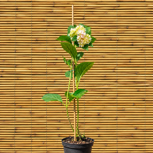 Wim’s Red Panicle Hydrangea – Hydrangea paniculata ‘Wim’s Red’