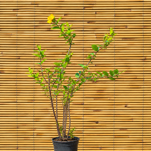 Aaron’s Beard – Hypericum calycinum