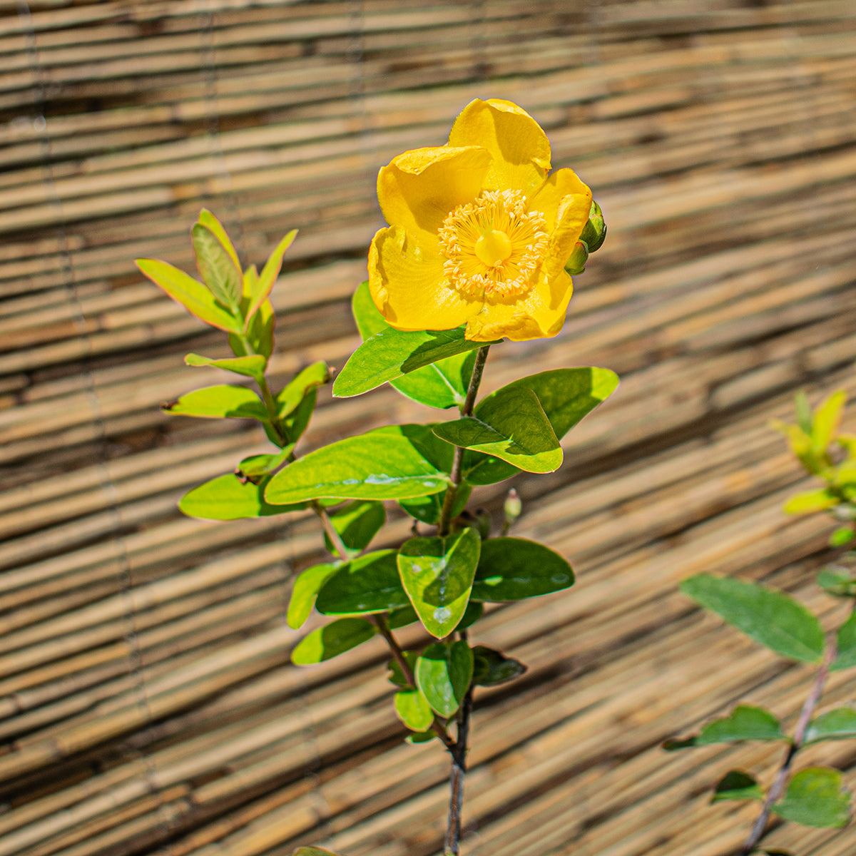 Örökzöld orbáncfű – Hypericum calycinum