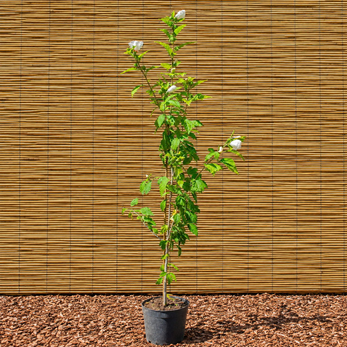 Rose of Sharon – Hibiscus syriacus