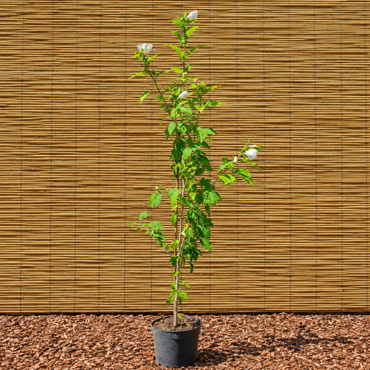 Rose of Sharon – Hibiscus syriacus