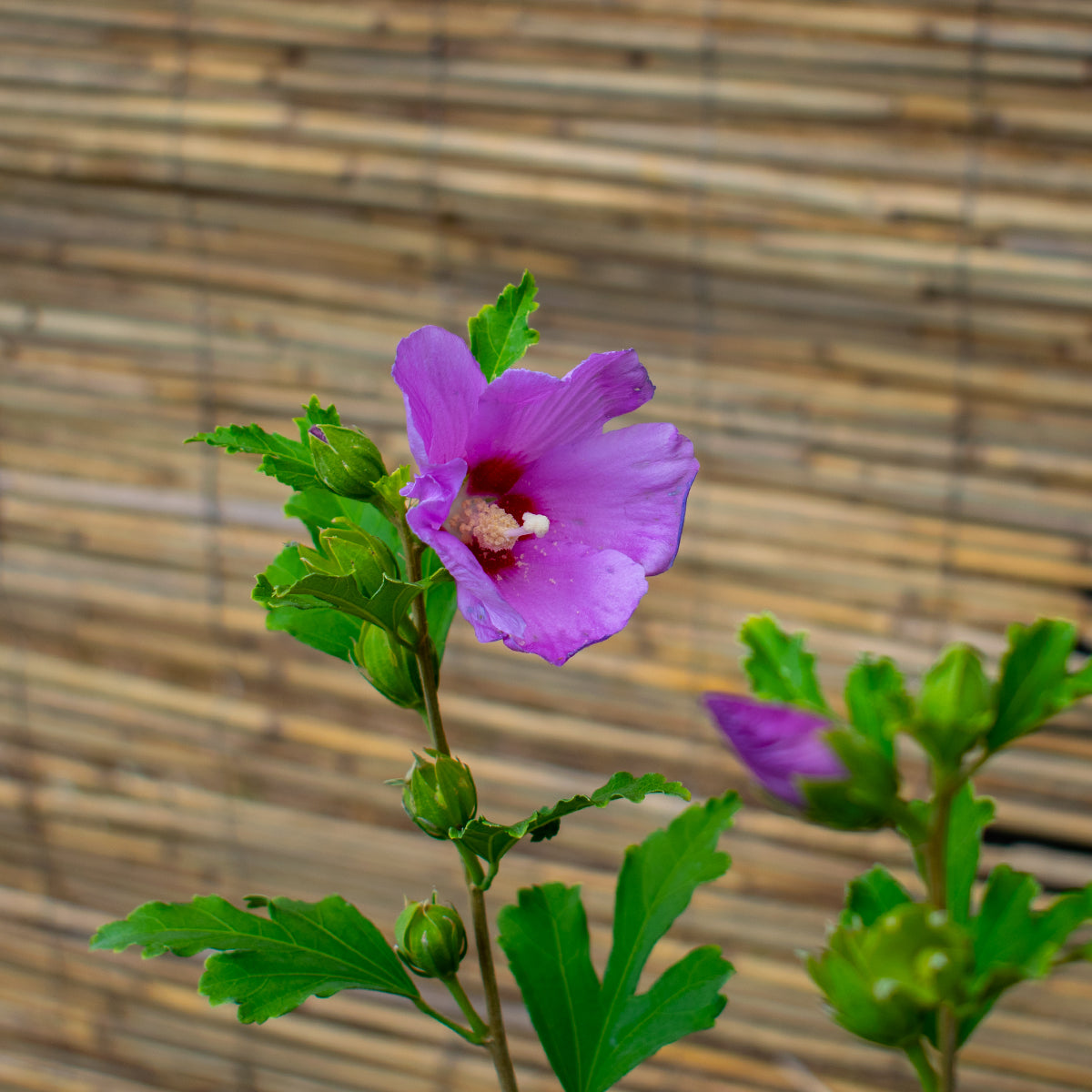 Rose of Sharon – Hibiscus syriacus