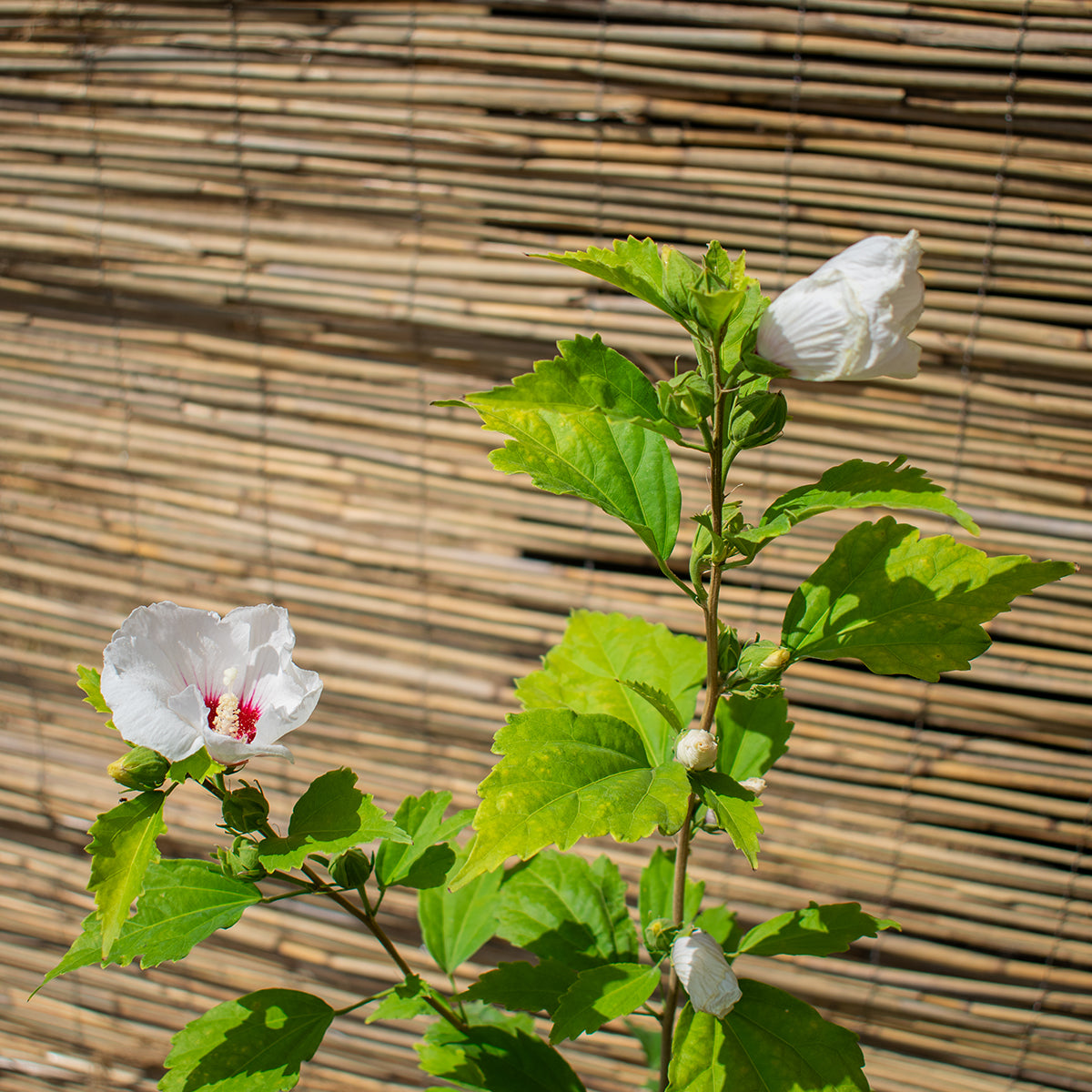 Rose of Sharon – Hibiscus syriacus