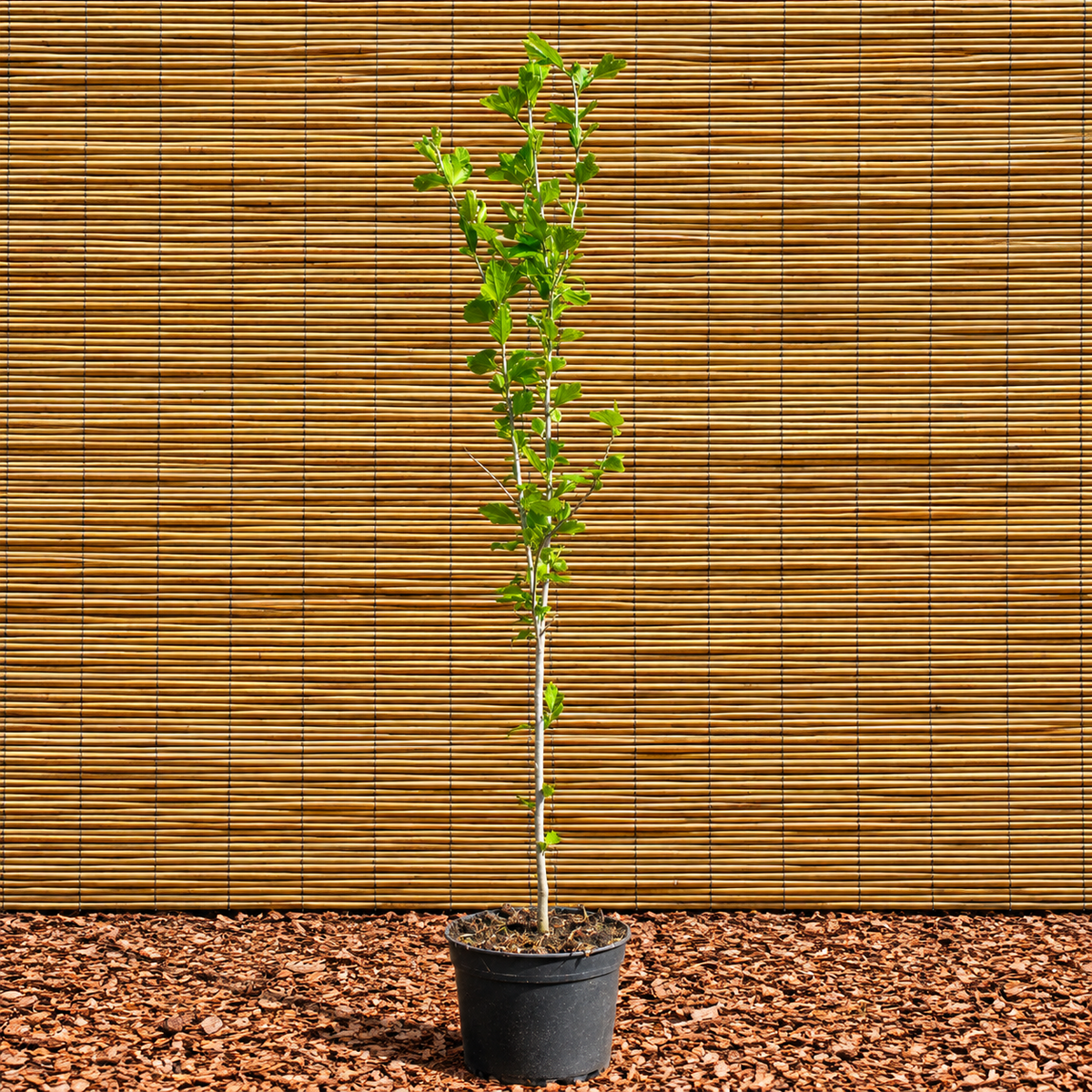 Rose of Sharon – Hibiscus syriacus