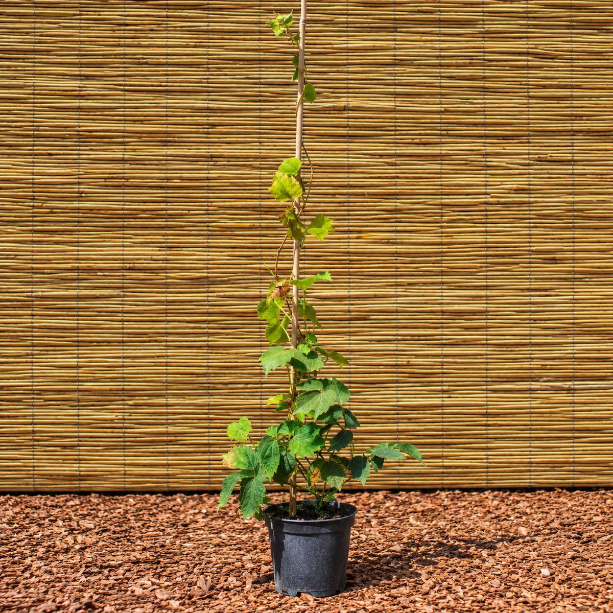 Veitchii Boston Ivy – Parthenocissus tricuspidata ‘Veitchii’
