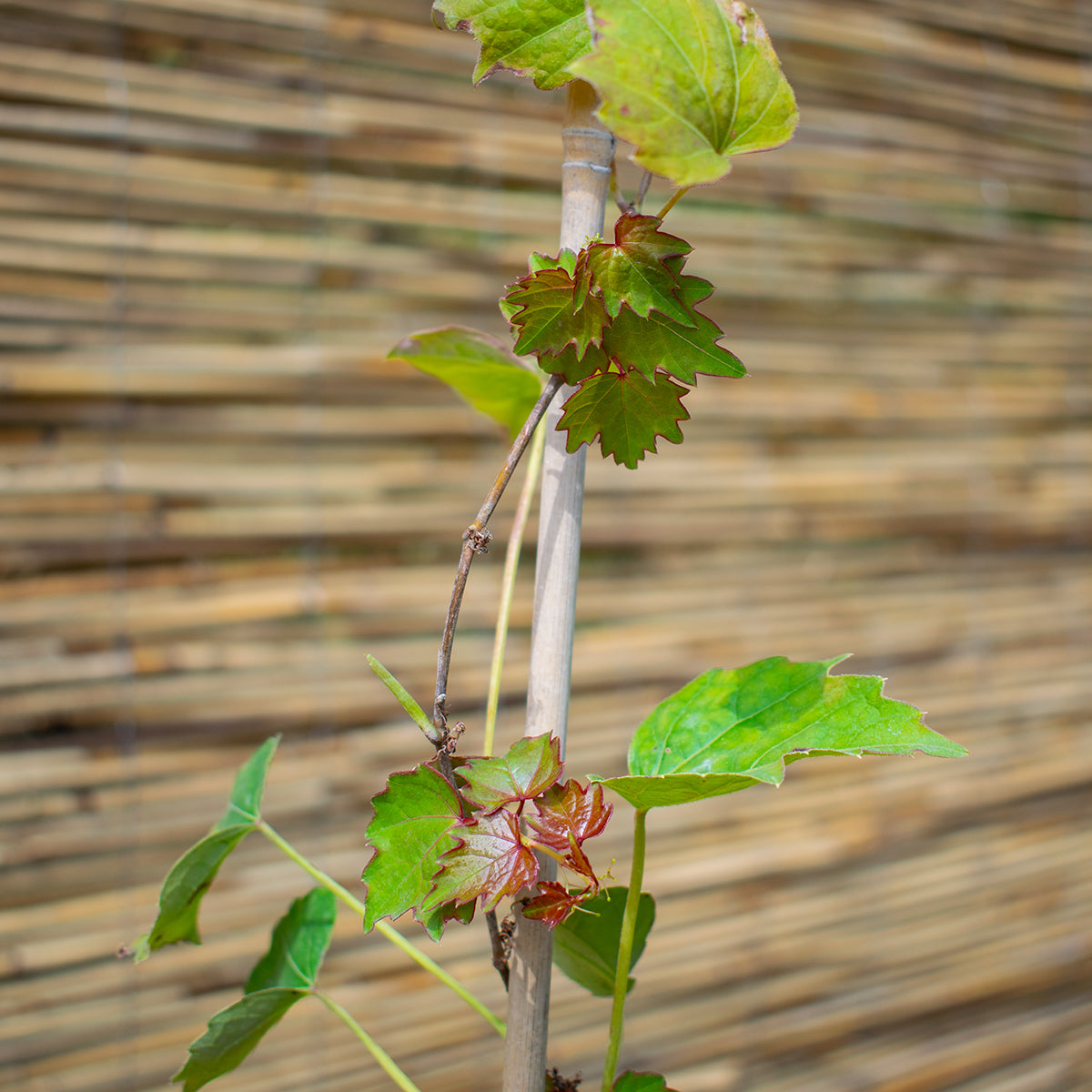 Veitchii Boston Ivy – Parthenocissus tricuspidata ‘Veitchii’