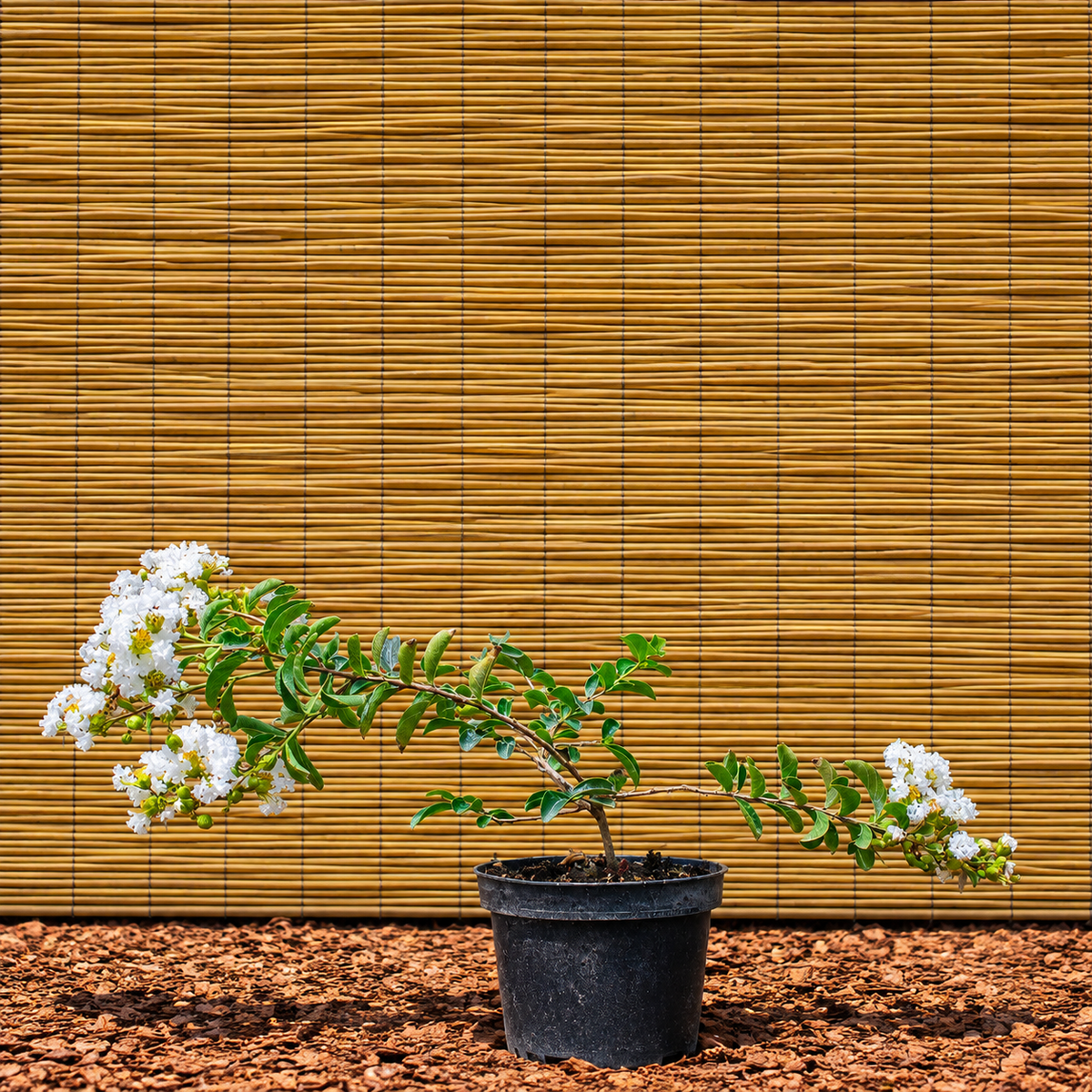 Branca Crape Myrtle – Lagerstroemia indica ‘Branca’