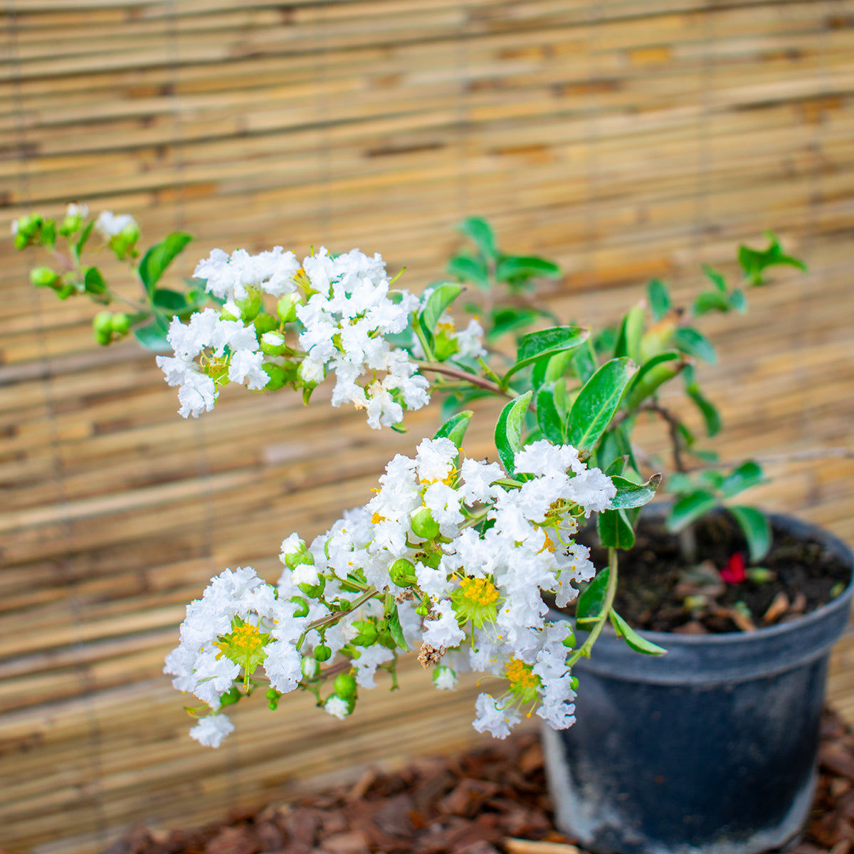 Branca Crape Myrtle – Lagerstroemia indica ‘Branca’