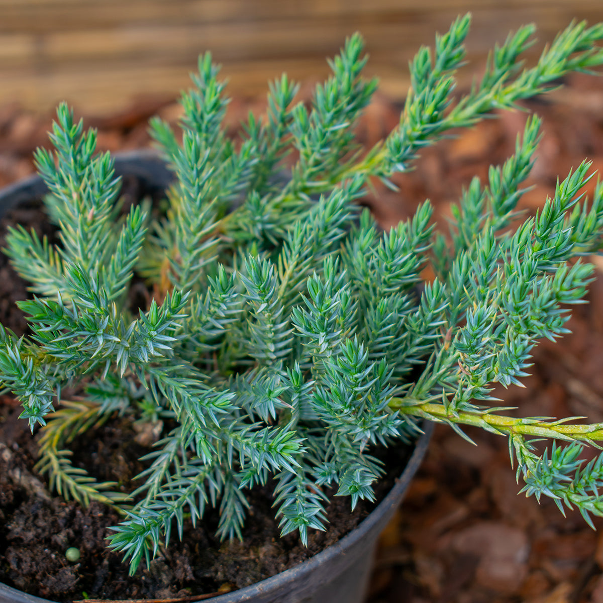 Schuppen-Wacholder – Juniperus squamata