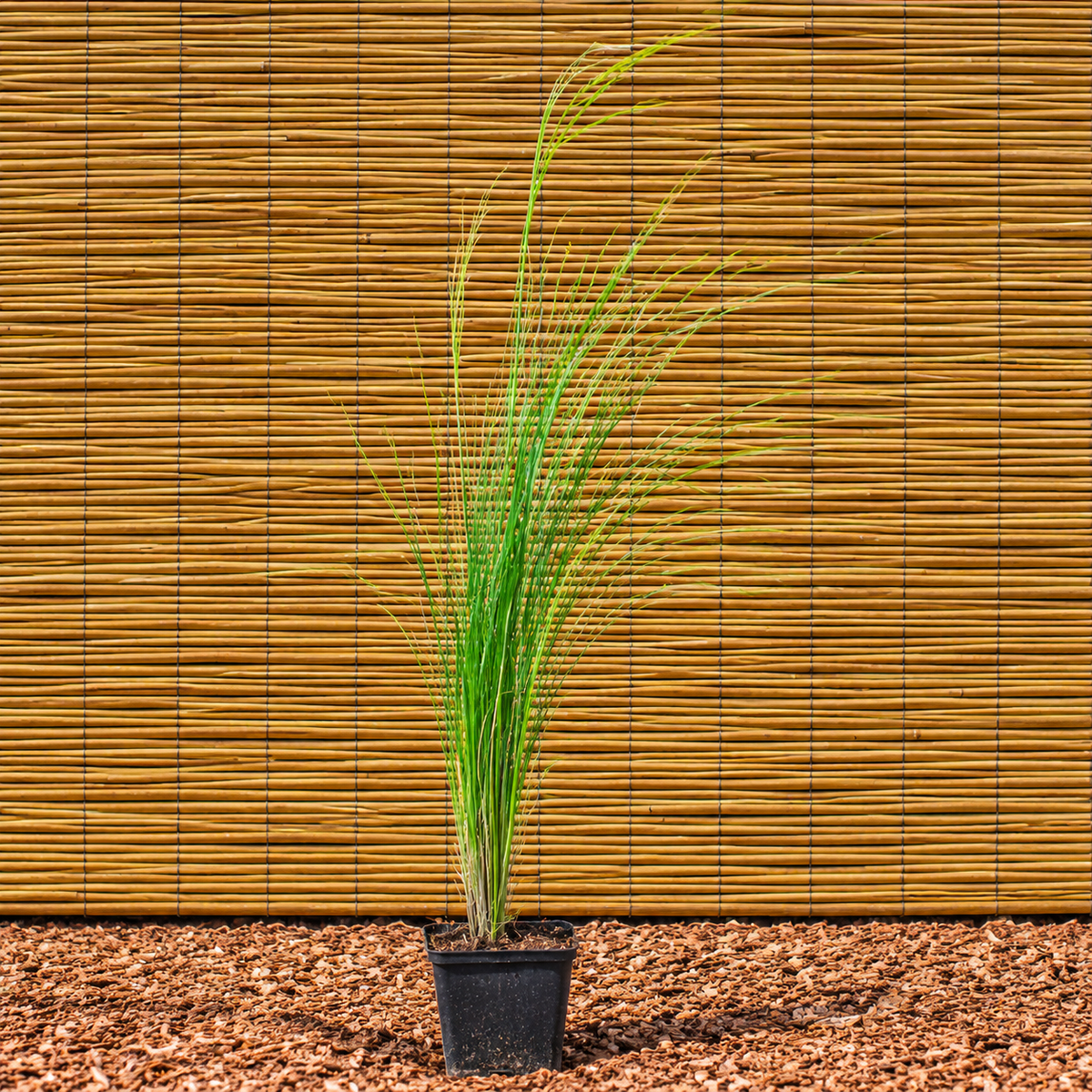 Pampasgras ‘Evita’ – Cortaderia selloana ‘Evita’