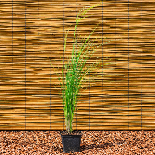 Evita Pampas Grass – Cortaderia selloana ‘Evita’