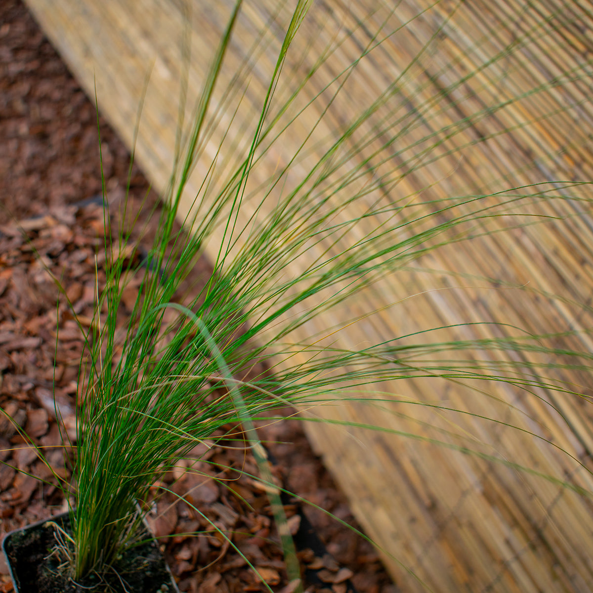 Pampasgras ‘Evita’ – Cortaderia selloana ‘Evita’