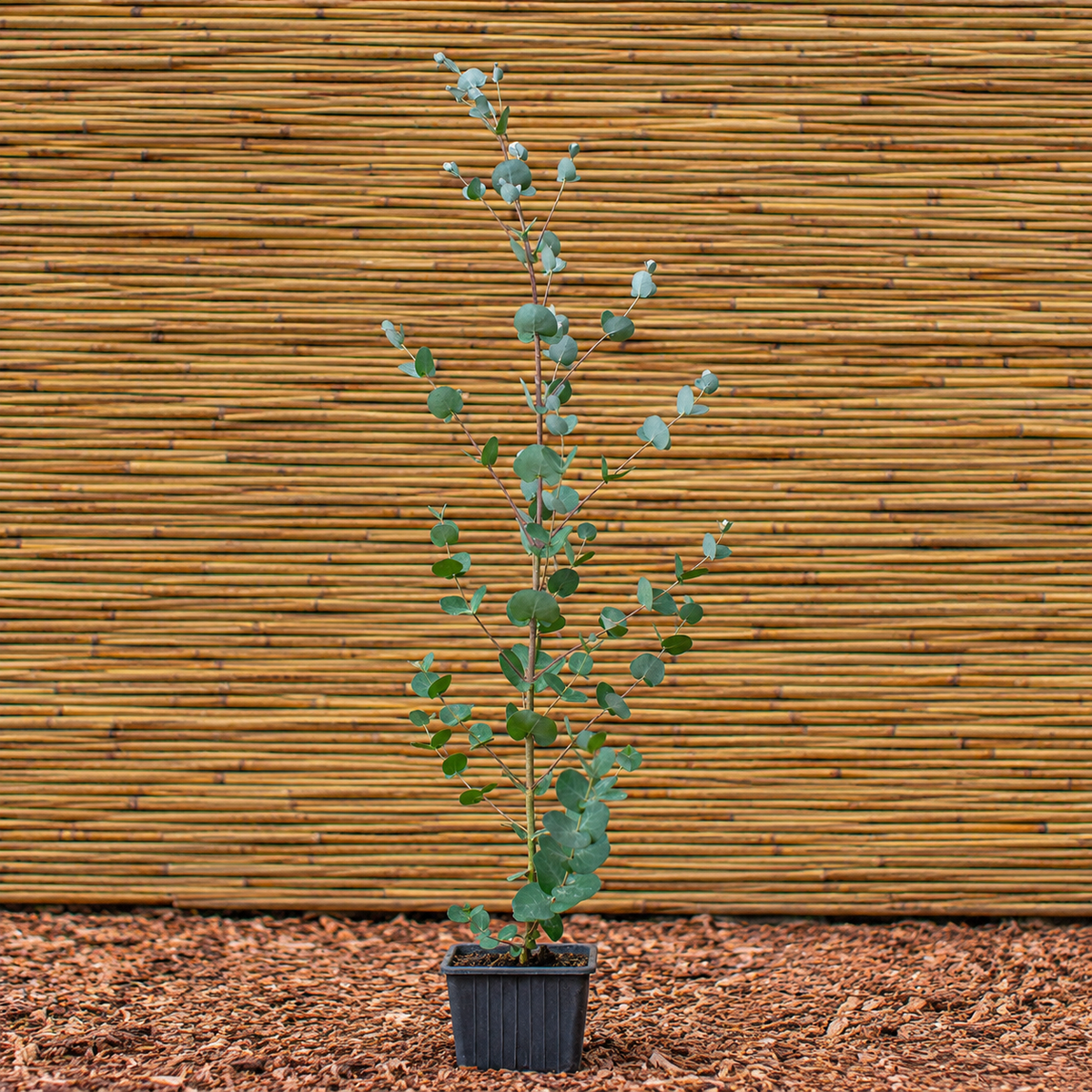 Cider Gum – Eucalyptus gunnii