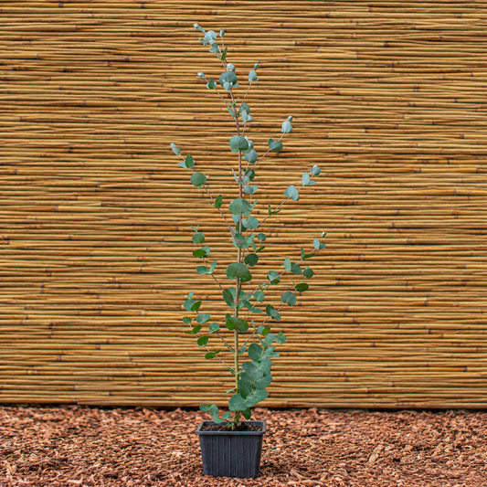 Cider Gum – Eucalyptus gunnii