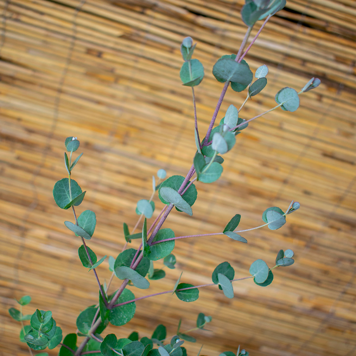 Cider Gum – Eucalyptus gunnii