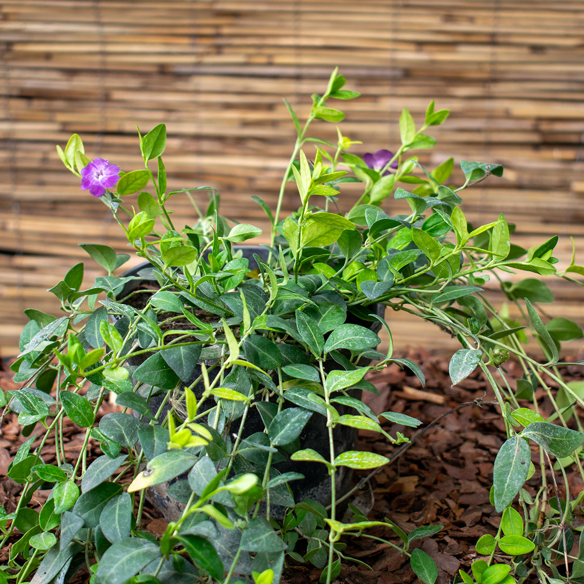Kleines Immergrün – Vinca minor