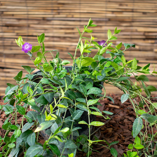 Common Periwinkle – Vinca minor