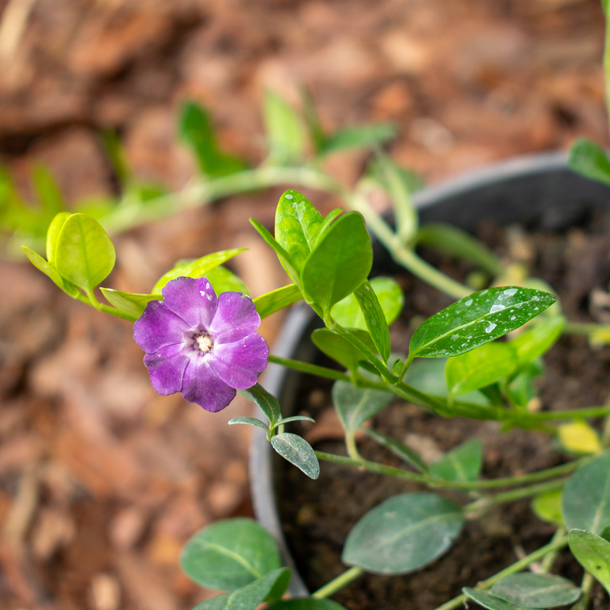 Kleines Immergrün – Vinca minor