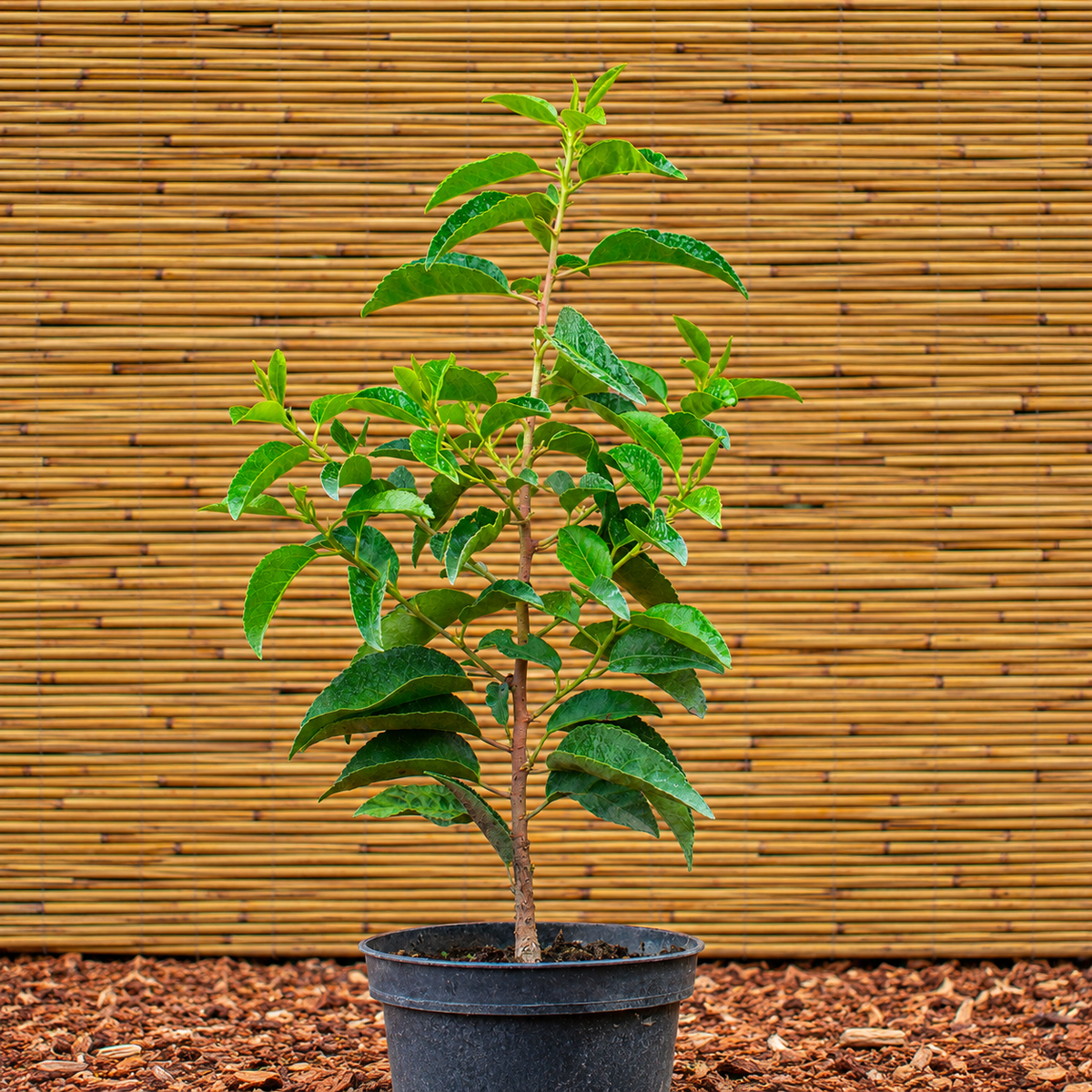 Angustifolia Portuguese Laurel – Prunus lusitanica ‘Angustifolia’