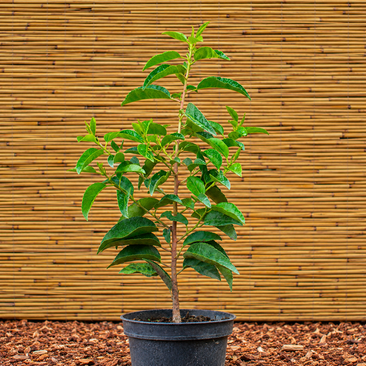 Angustifolia Portuguese Laurel – Prunus lusitanica ‘Angustifolia’