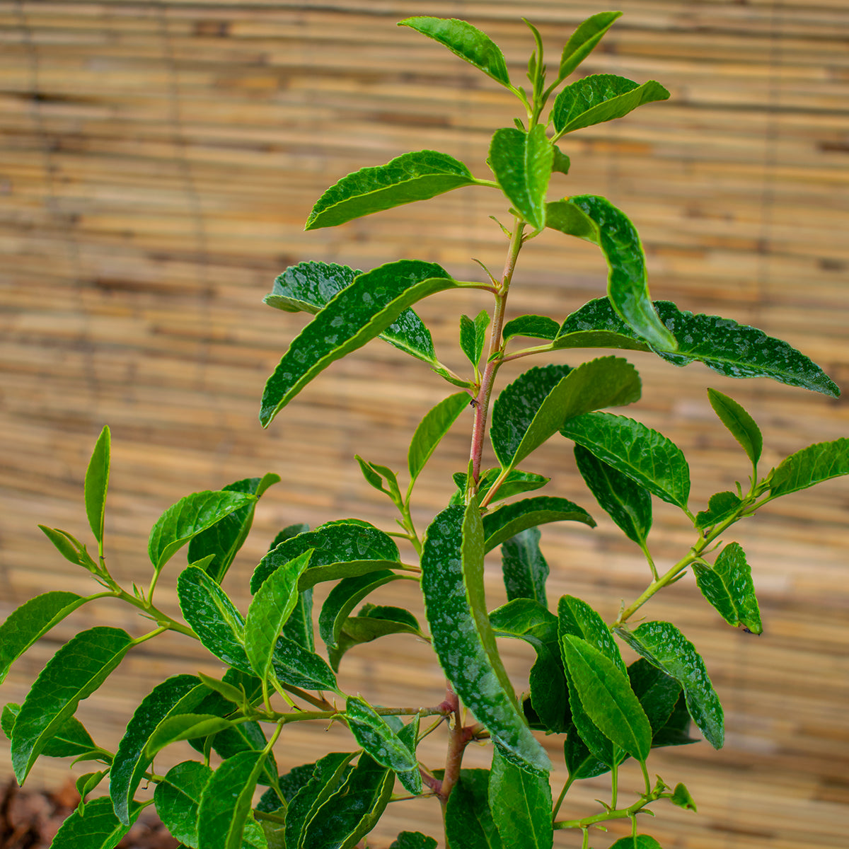 Angustifolia Portuguese Laurel – Prunus lusitanica ‘Angustifolia’