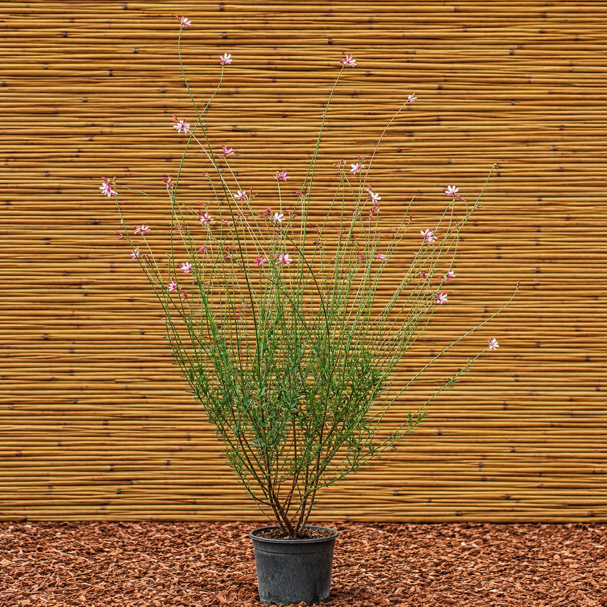 Siskiyou Pink Gaura – Gaura lindheimeri ‘Siskiyou Pink’