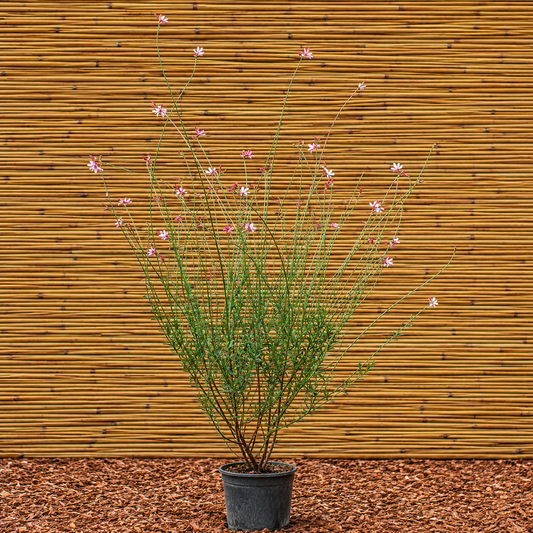 Siskiyou Pink Gaura – Gaura lindheimeri ‘Siskiyou Pink’