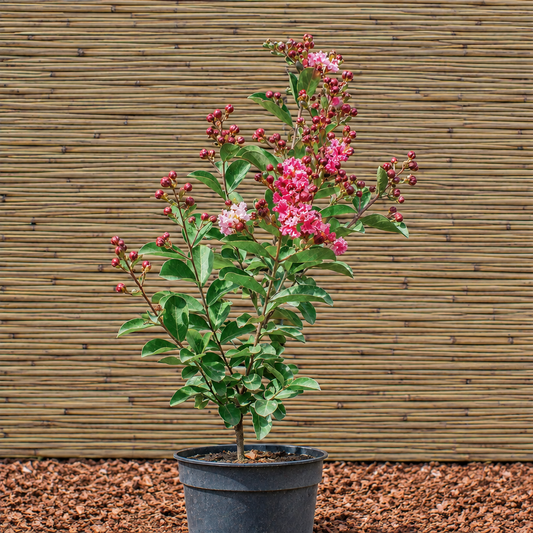 Berlingot Menthe Crape Myrtle – Lagerstroemia indica ‘Berlingot Menthe’