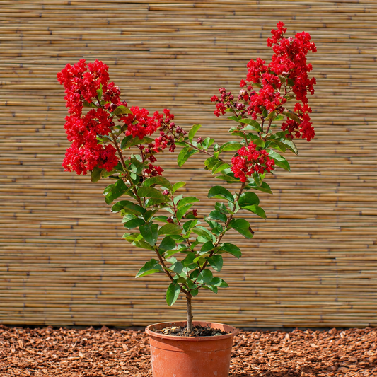 Dynamite Crape Myrtle – Lagerstroemia indica ‘Whit II’ (DYNAMITE®)