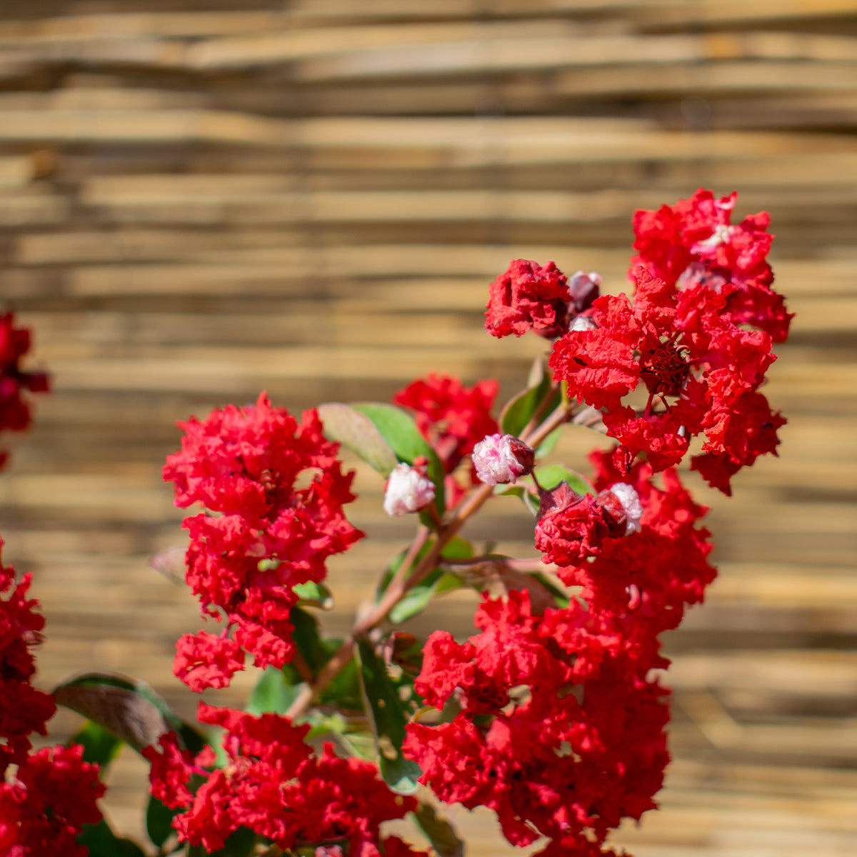 Selyemmirtusz DYNAMITE® – Lagerstroemia indica ‘Whit II’ (DYNAMITE®)
