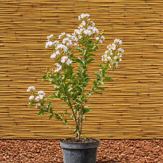Nivea Crape Myrtle – Lagerstroemia indica ‘Nivea’