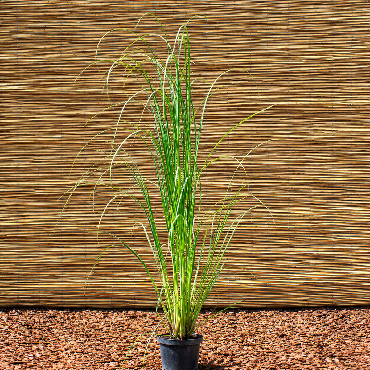 Pink Pampas Grass – Cortaderia selloana ‘Rosea’