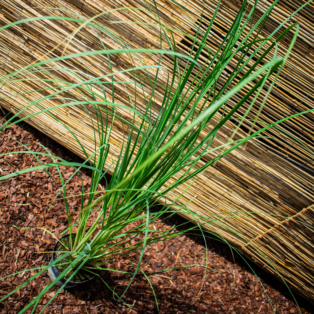 Pink Pampas Grass – Cortaderia selloana ‘Rosea’