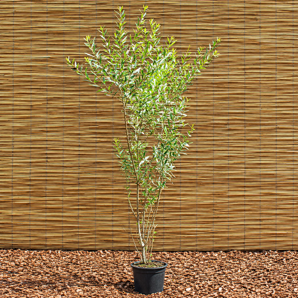 Törpe csigolyafűz ‘Nana’ – Salix purpurea ‘Nana’
