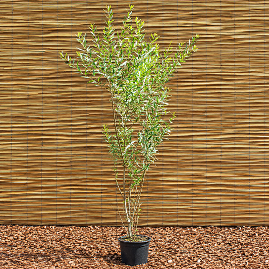 Nana Purple Willow – Salix purpurea ‘Nana’