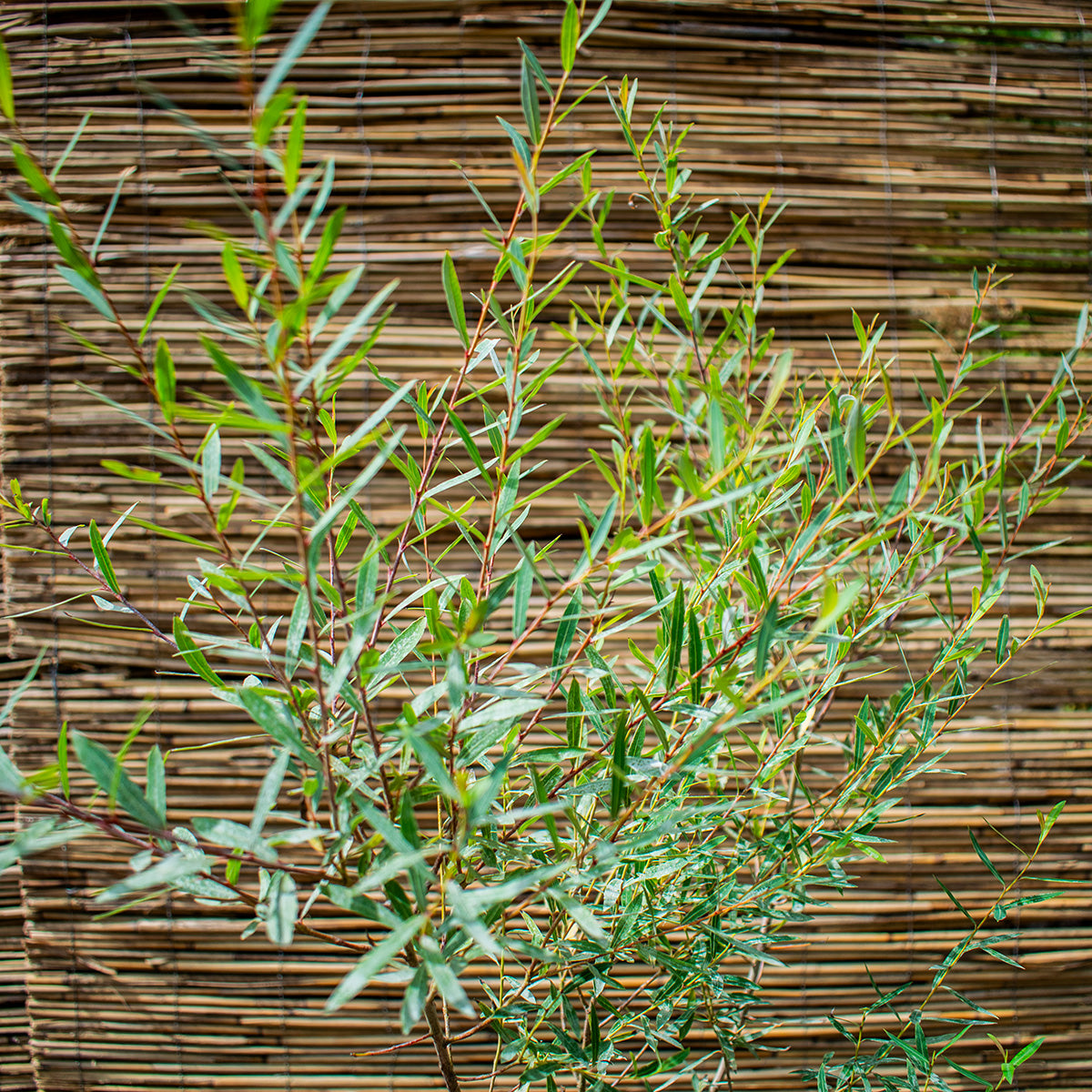 Törpe csigolyafűz ‘Nana’ – Salix purpurea ‘Nana’